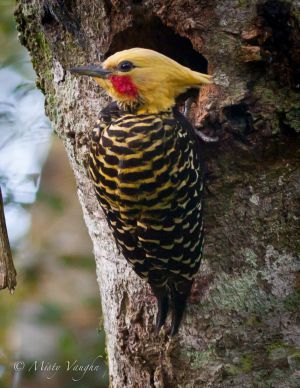 woodpecker 90.jpg